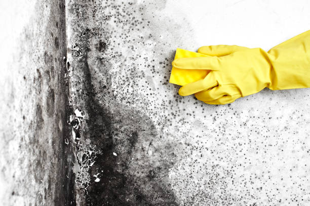 Mold Removal Process in Washington, NJ