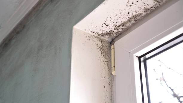 Best Mold Removal Process  in Washington, NJ