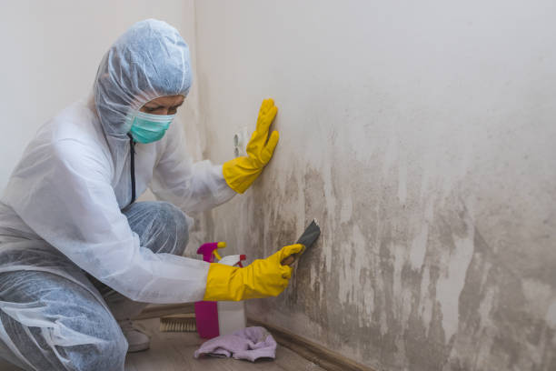 Best Affordable Mold Removal  in Washington, NJ