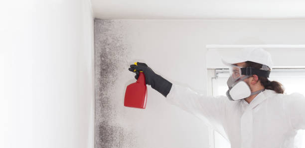 Best Fast Mold Removal  in Washington, NJ