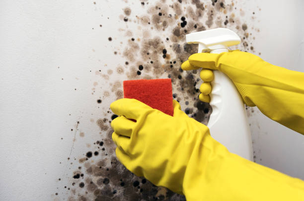 Best Home Mold Removal  in Washington, NJ