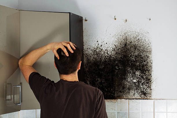 Mold Testing and Removal in Washington, NJ