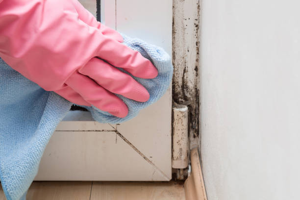 Best Same-Day Mold Removal  in Washington, NJ
